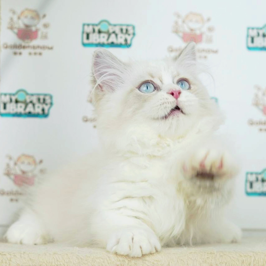 Munchkin Longhair Kitten (Male) For Sale