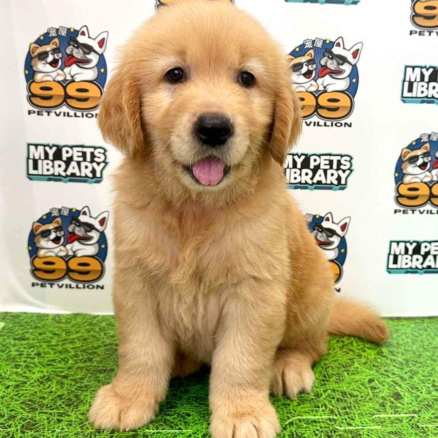 Golden Retriever Puppy (Male) For Sale