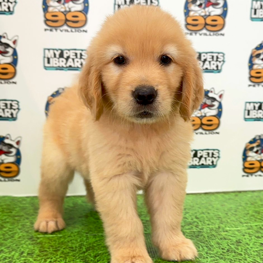 Golden Retriever Puppy (Female) For Sale
