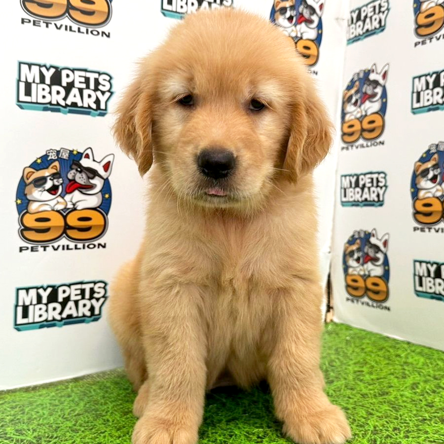 Golden Retriever Puppy (Female) For Sale