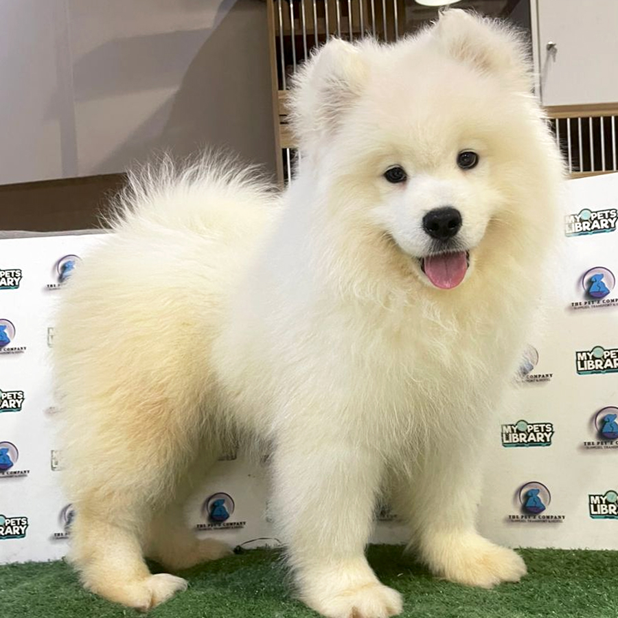 Samoyed Puppy (Male) For Sale