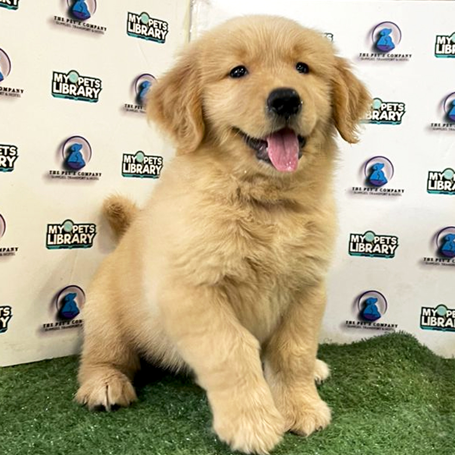 Golden Retriever Puppy (Female) For Sale