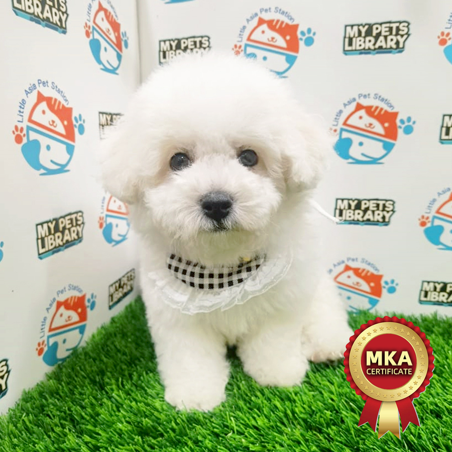 Bichon Frise Puppy (Male) For Sale