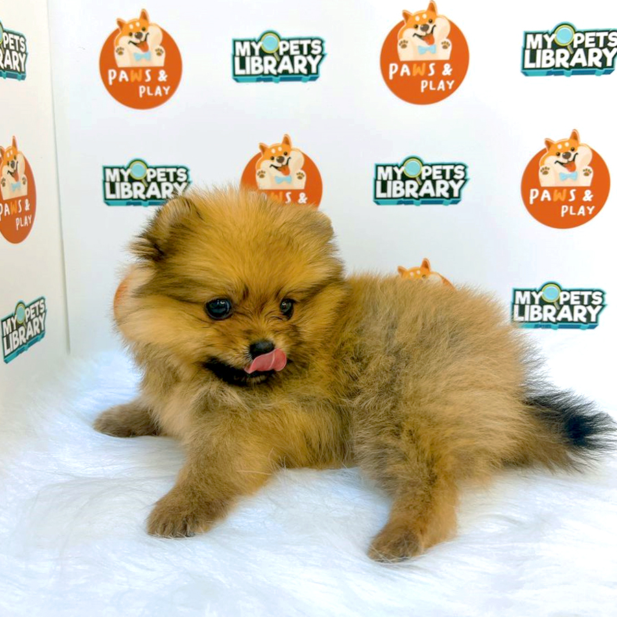 Pomeranian Puppy (Female) For Sale