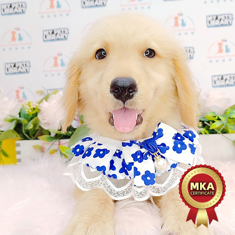 MKA Golden Retriever Puppy (Female) For Sale