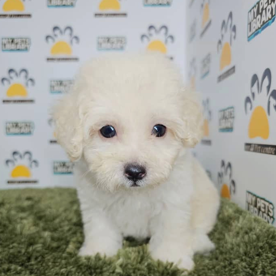 Tiny Poodle Puppy (Male) For Sale