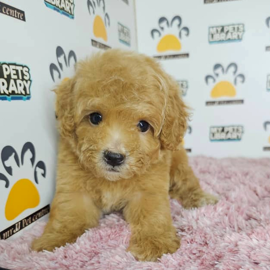 Tiny Poodle Puppy (Female) For Sale