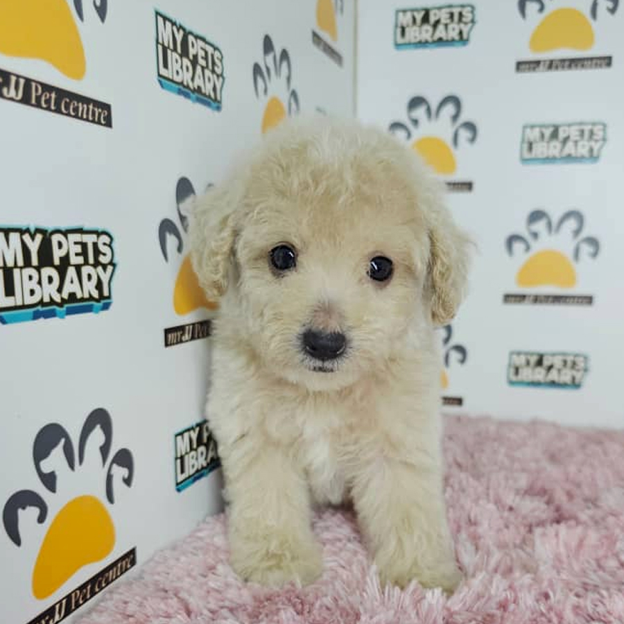 Tiny Poodle Puppy (Female) For Sale
