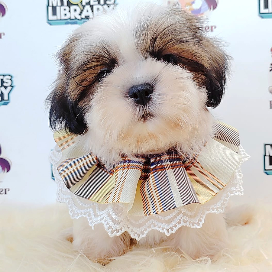 Shih Tzu Puppy (Male) For Sale