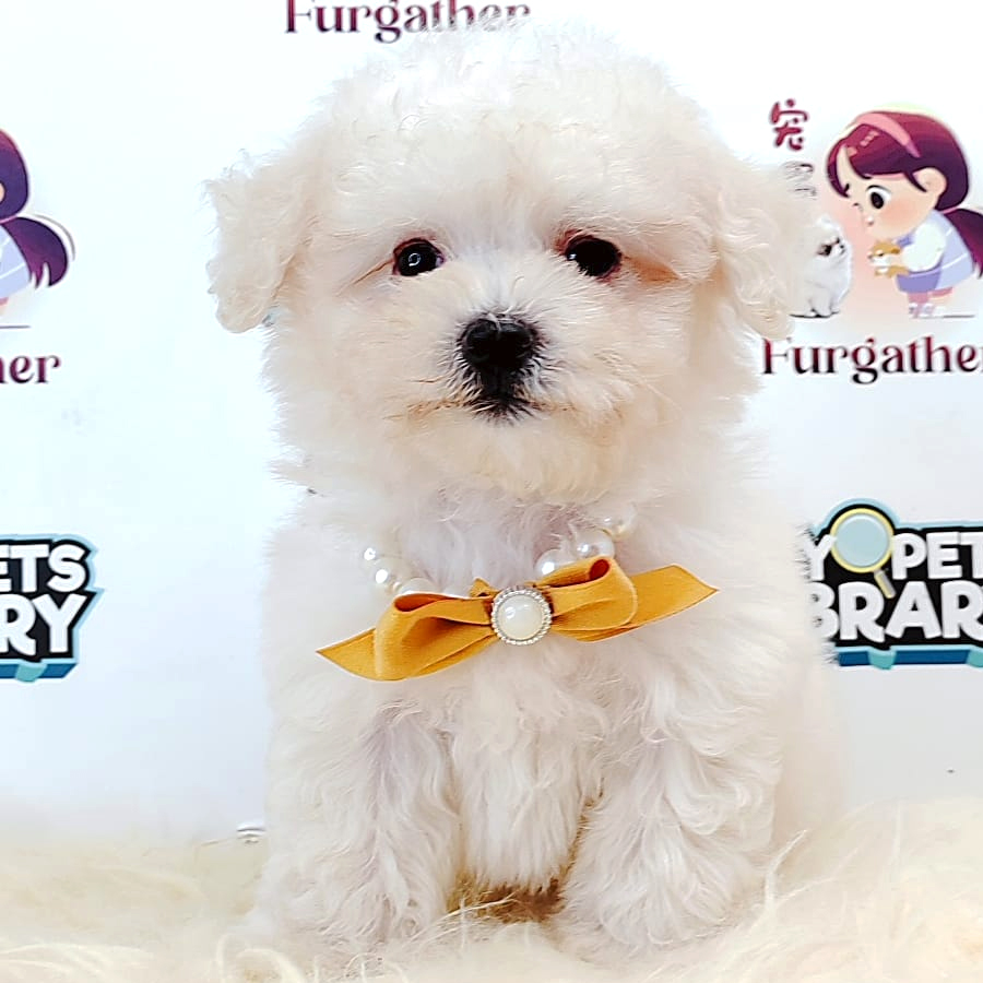 Tiny Toy Poodle Puppy (Male) For Sale