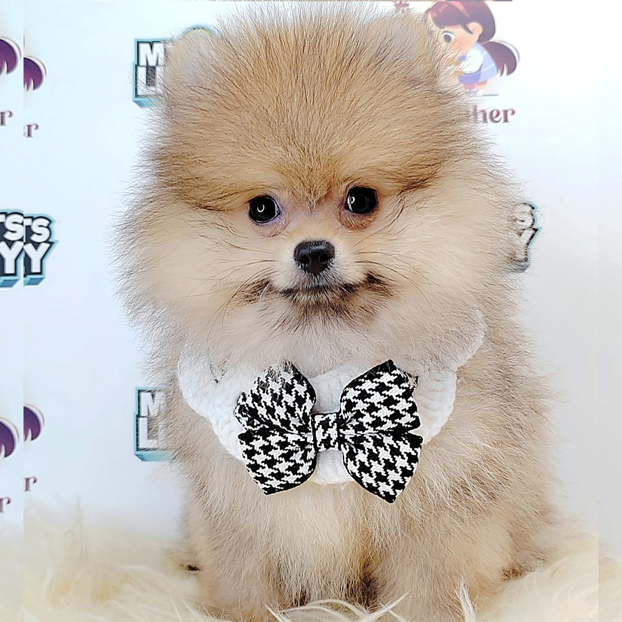 Pomeranian Puppy (Male) For Sale