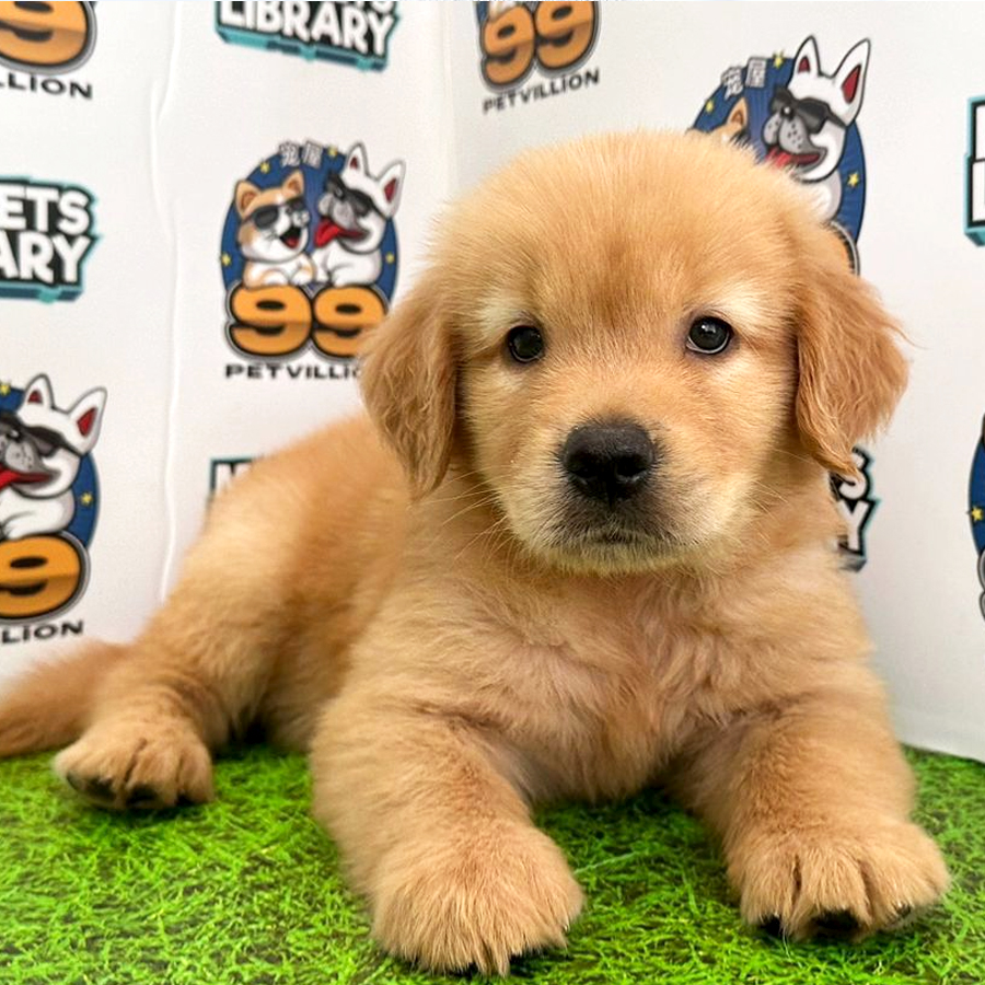 Golden Retriever Puppy (Female) For Sale