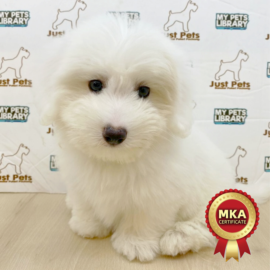 MKA Coton de Tulear Puppy (Female) For Sale