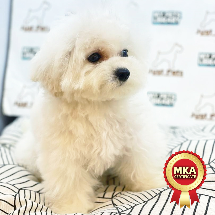 MKA Mini Bichon Frise Puppy (Female) For Sale