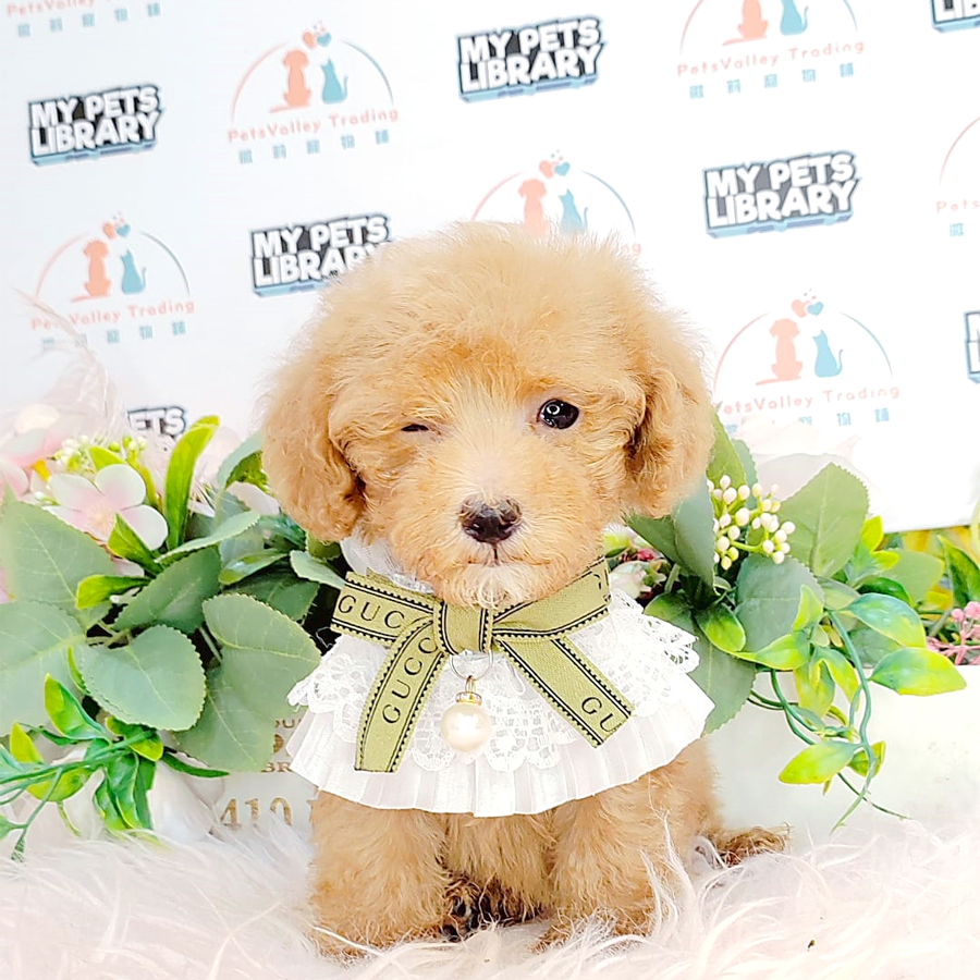 Tiny Poodle Puppy (Male) For Sale