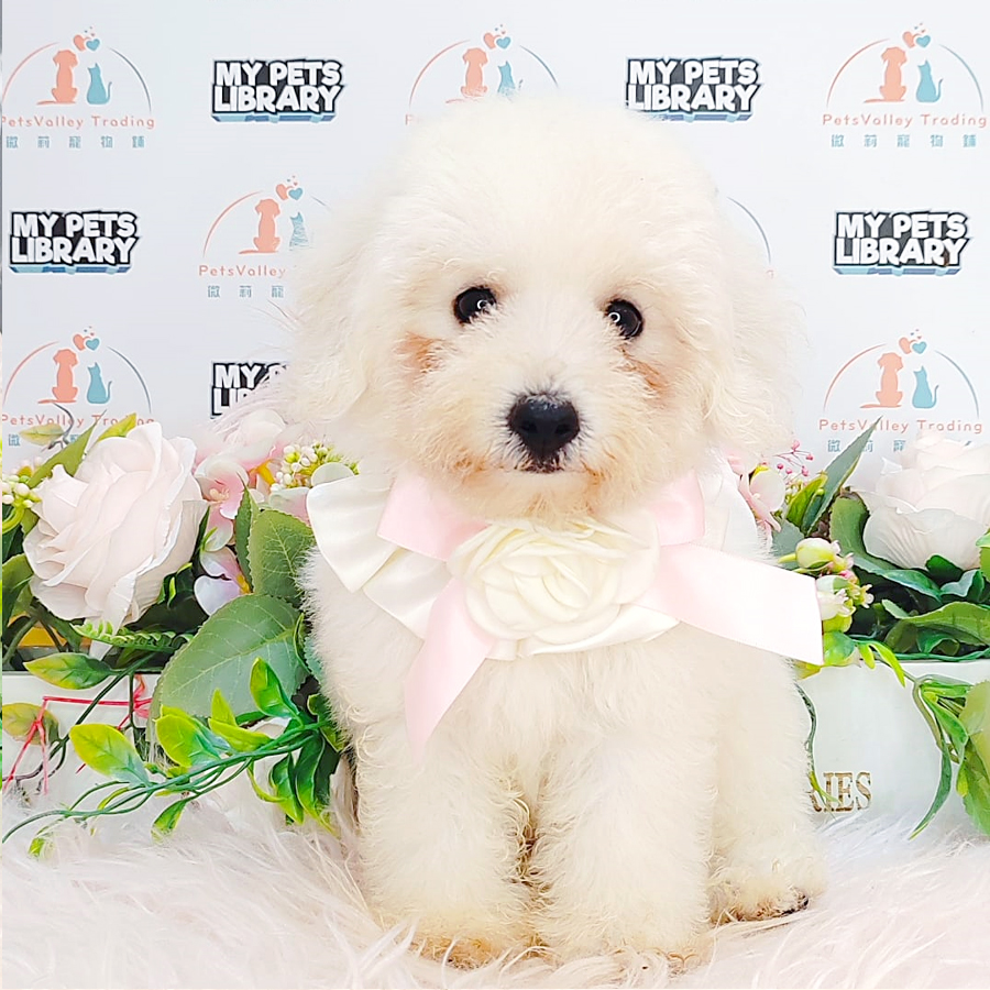 Toy Poodle Puppy (Male) For Sale