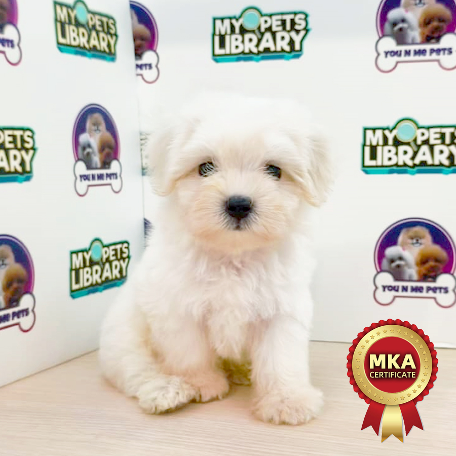 MKA Tiny Maltese Puppy (Male) For Sale