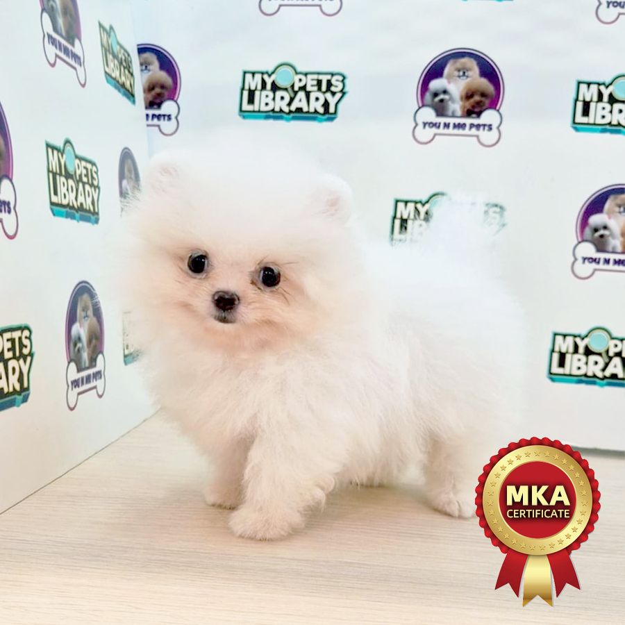 MKA Tiny Pomeranian Puppy (Female) For Sale