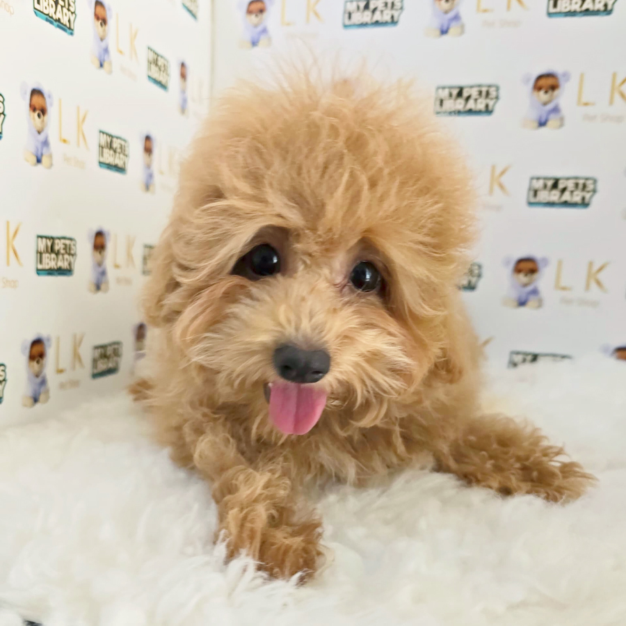Maltipoo Puppy (Female) For Sale