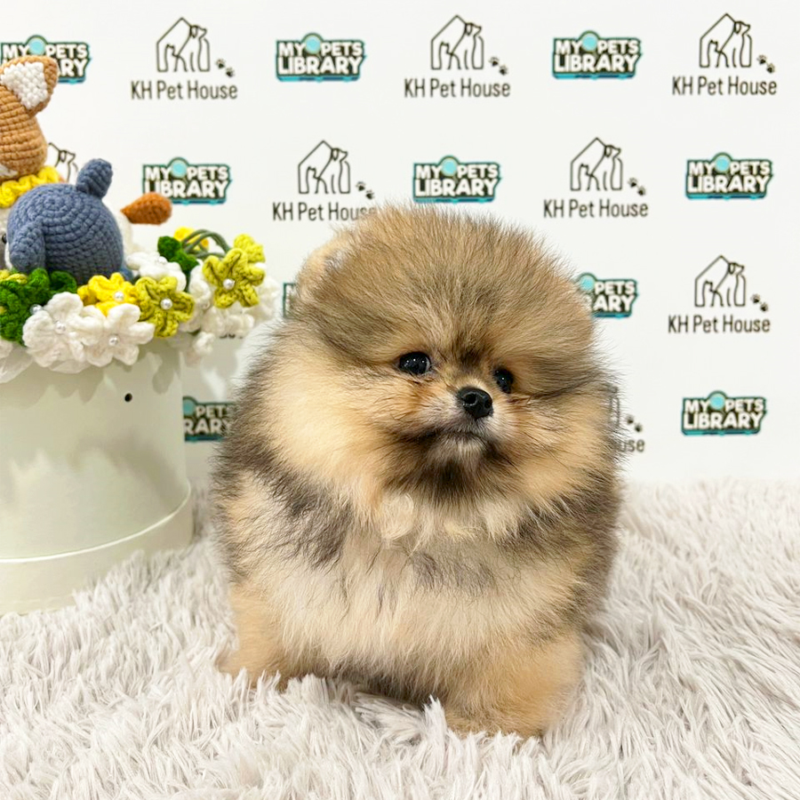 Pomeranian Puppy (Female) For Sale