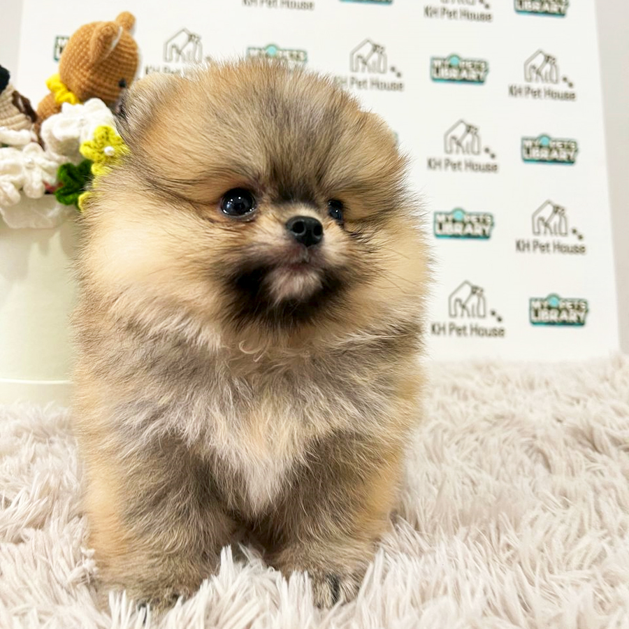Pomeranian Puppy (Male) For Sale