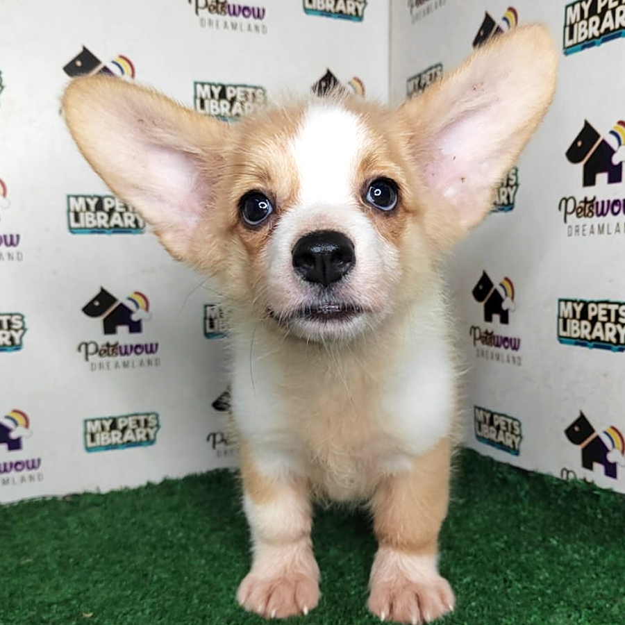 Pembroke Welsh Corgi Puppy (Female) For Sale
