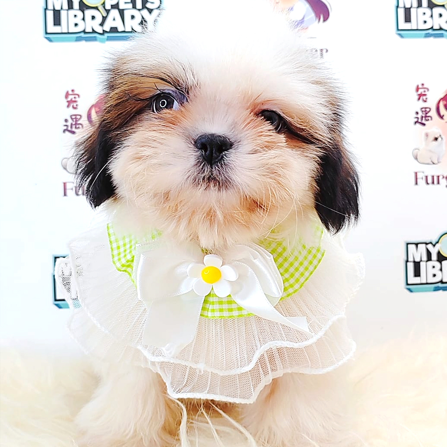 Shih Tzu Puppy (Male) For Sale
