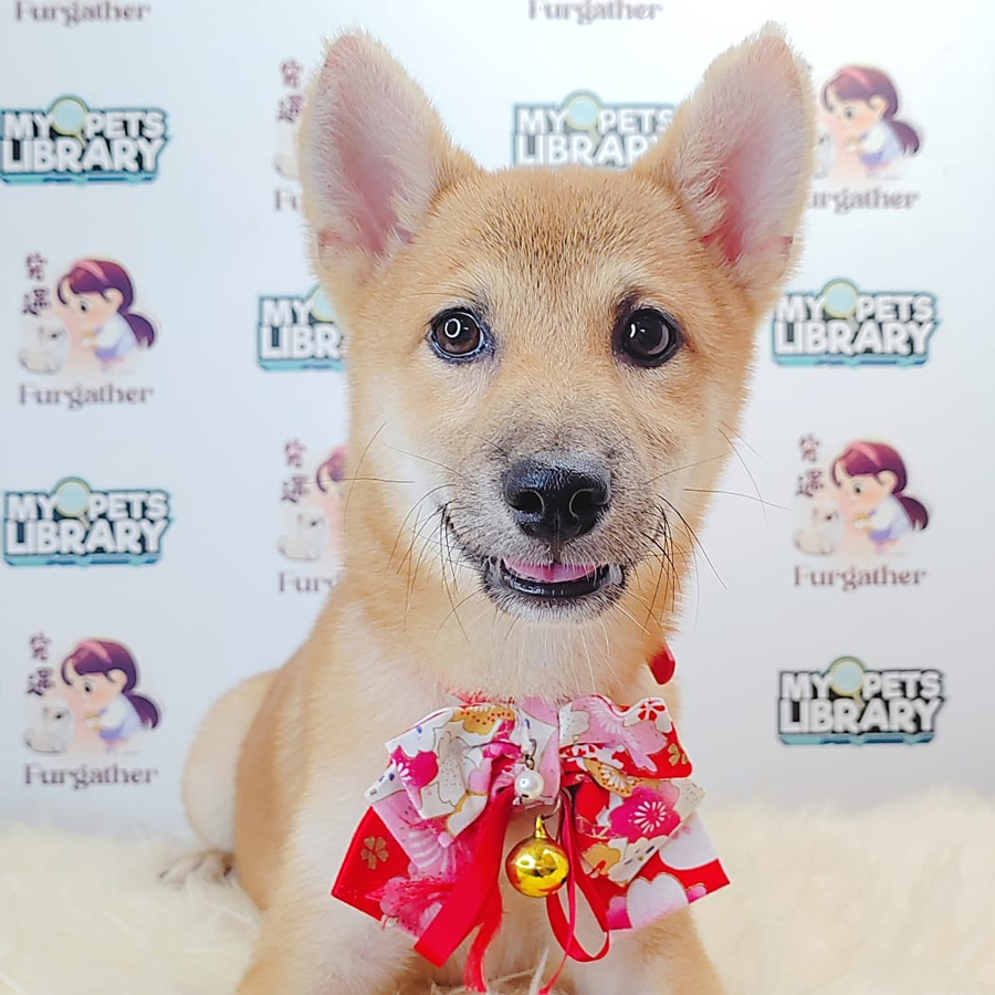 Shiba Inu Puppy (Male) For Sale