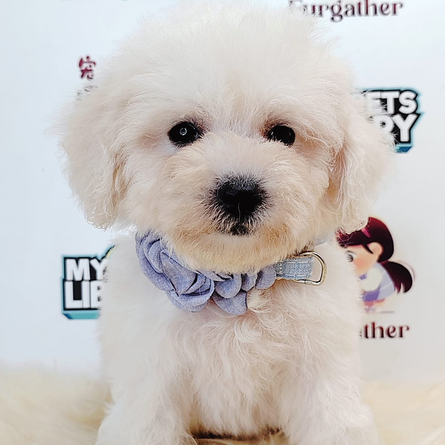 Maltipoo Puppy (Male) For Sale