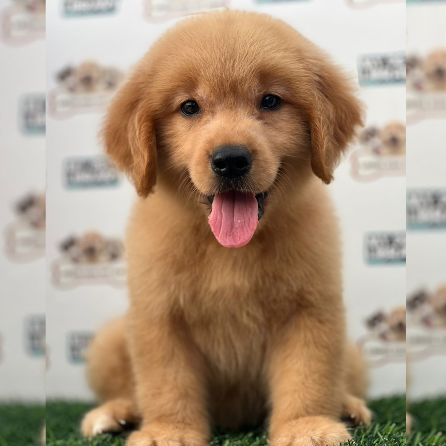 Golden Retriever Puppy (Male) For Sale