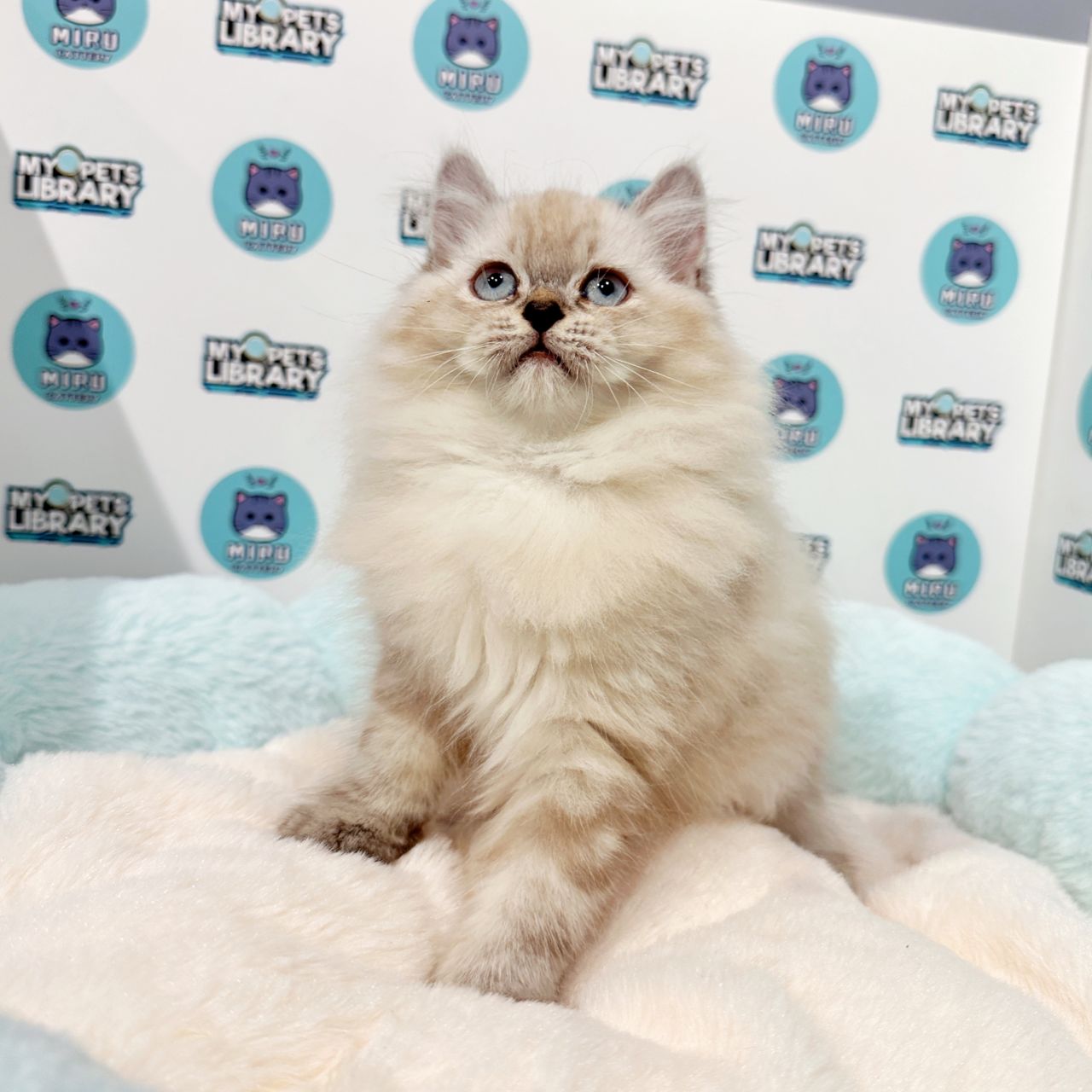 Minuet Napoleon Kitten (Male) For Sale