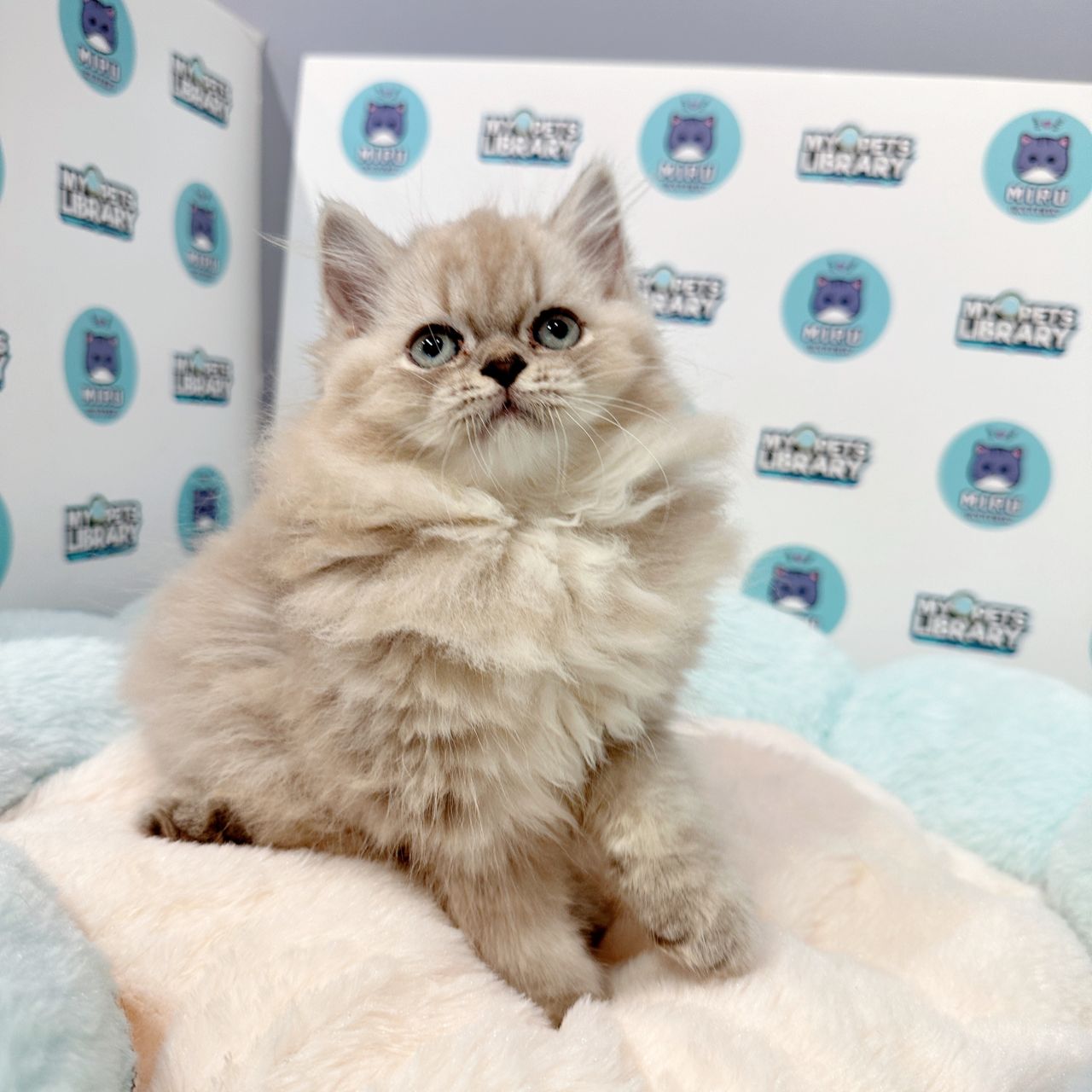 Minuet Napoleon Kitten (Male) For Sale