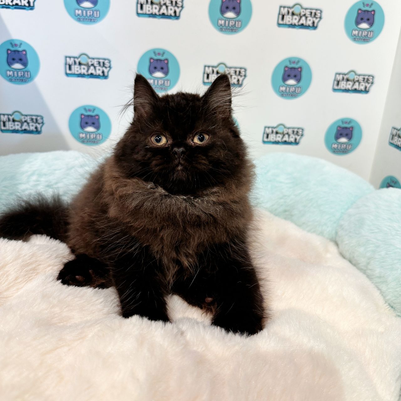 Persian Kitten (Male) For Sale