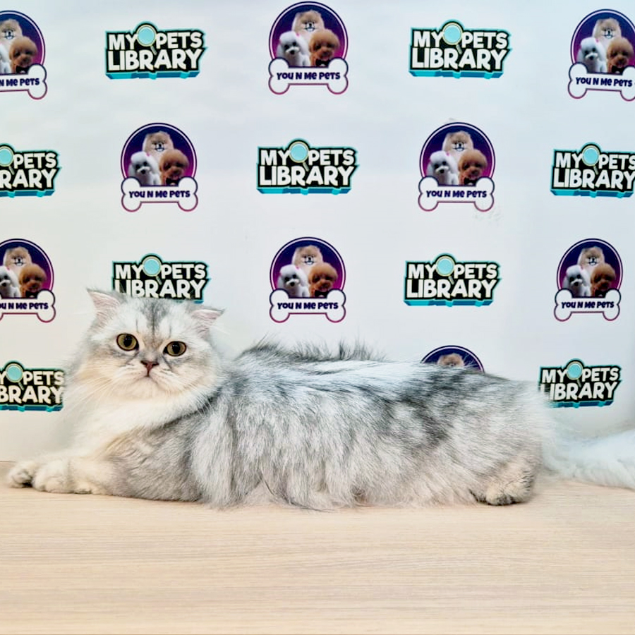British Longhair Kitten (Female) For Sale