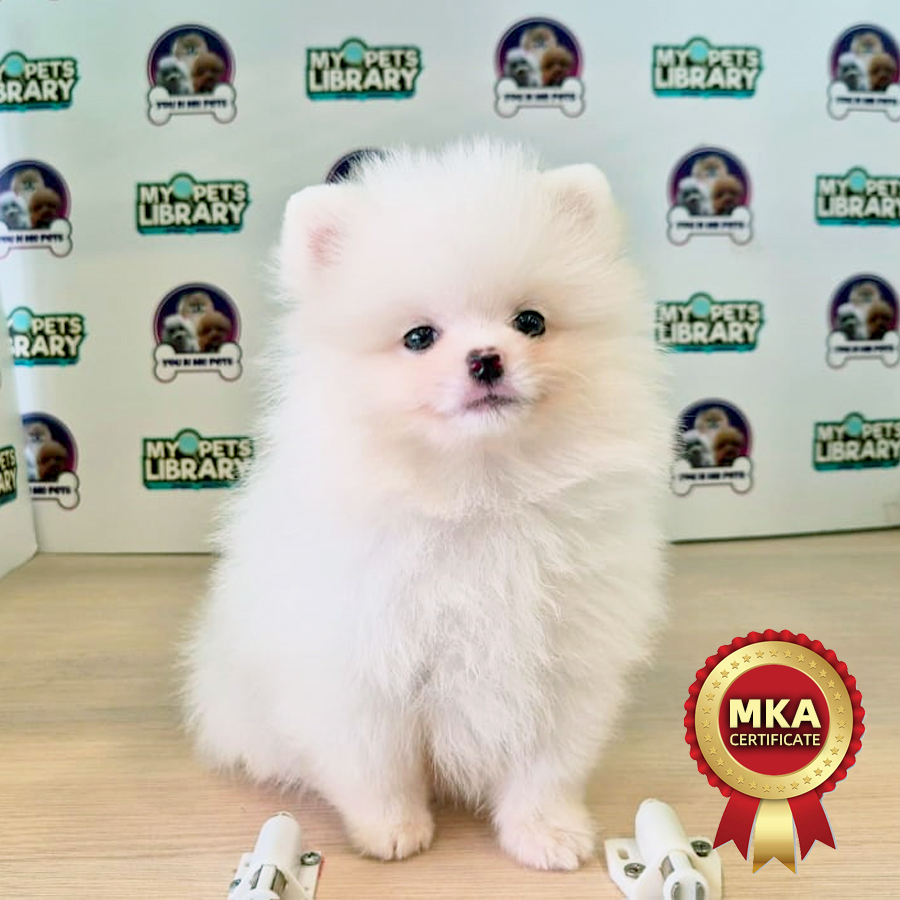 MKA Tiny Pomeranian Puppy (Male) For Sale
