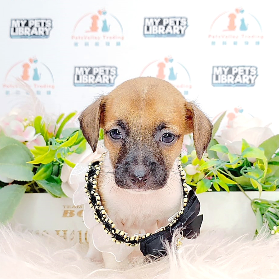 Jack Russell Puppy (Female) For Sale