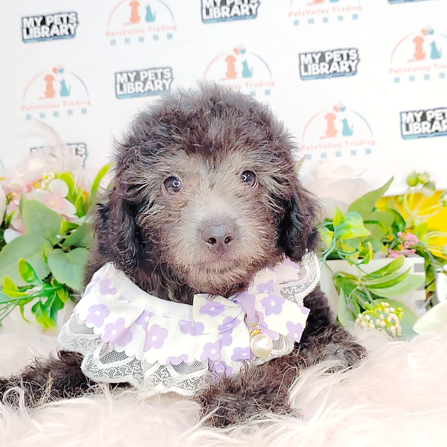 Toy Poodle Puppy (Male) For Sale