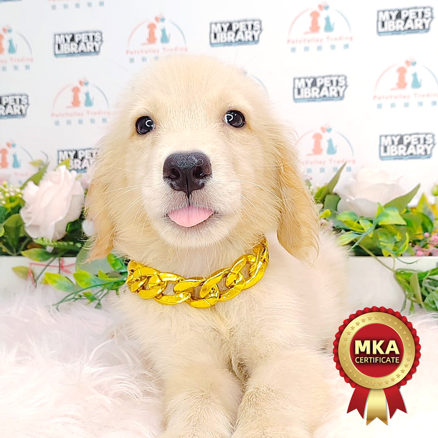 MKA Golden Retriever Puppy (Female) For Sale