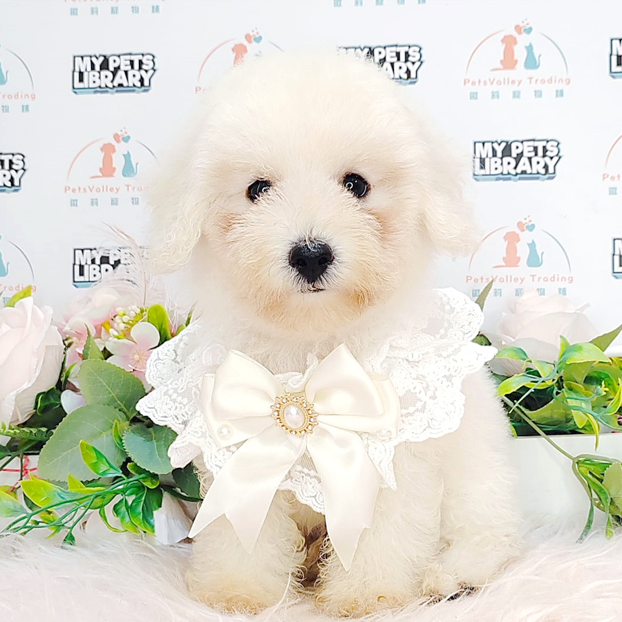 Toy Poodle Puppy (Male) For Sale