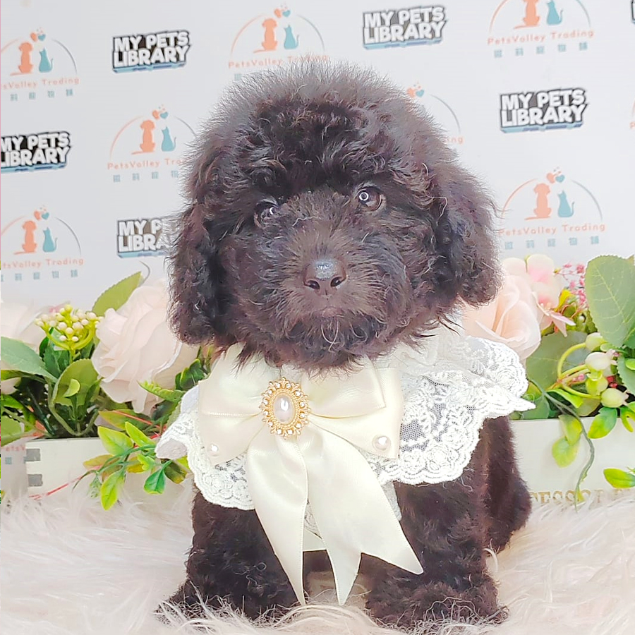 Toy Poodle Puppy (Male) For Sale