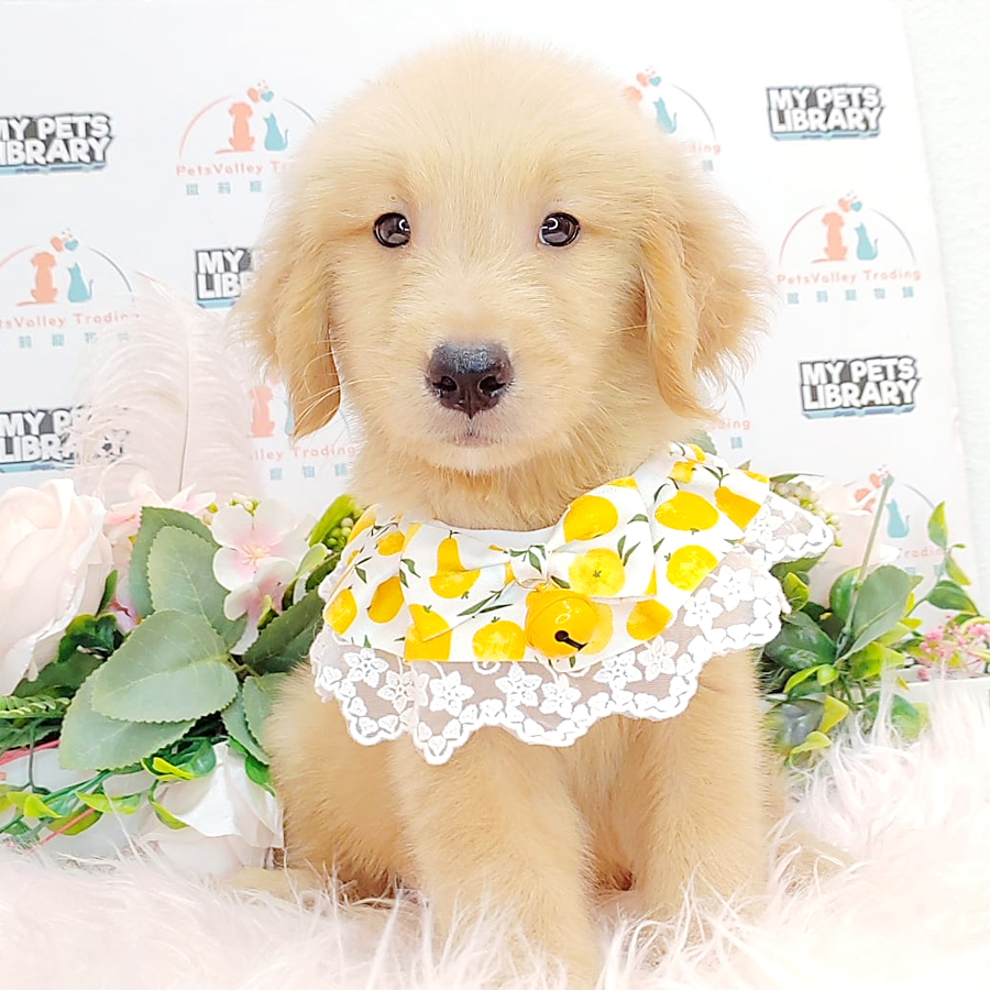 Golden Retriever Puppy (Male) For Sale