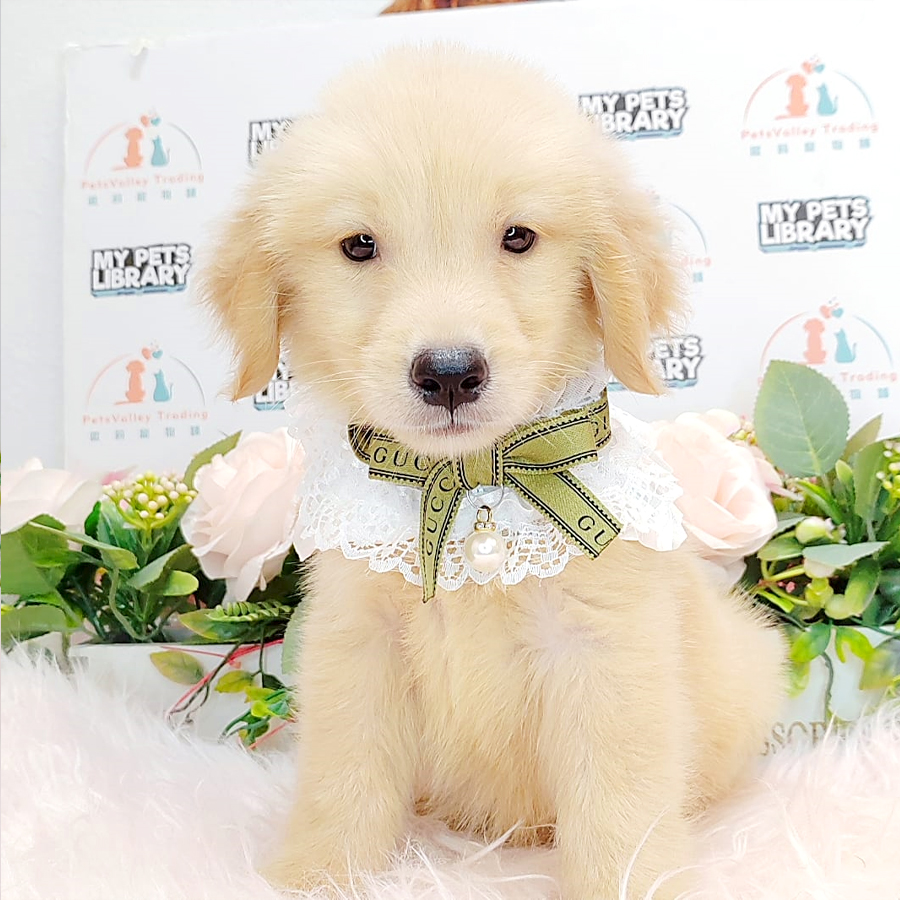 Golden Retriever Puppy (Female) For Sale