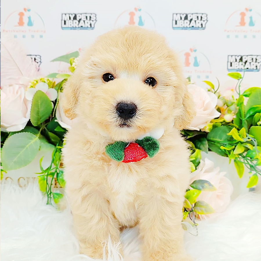 Maltipoo Puppy (Male) For Sale