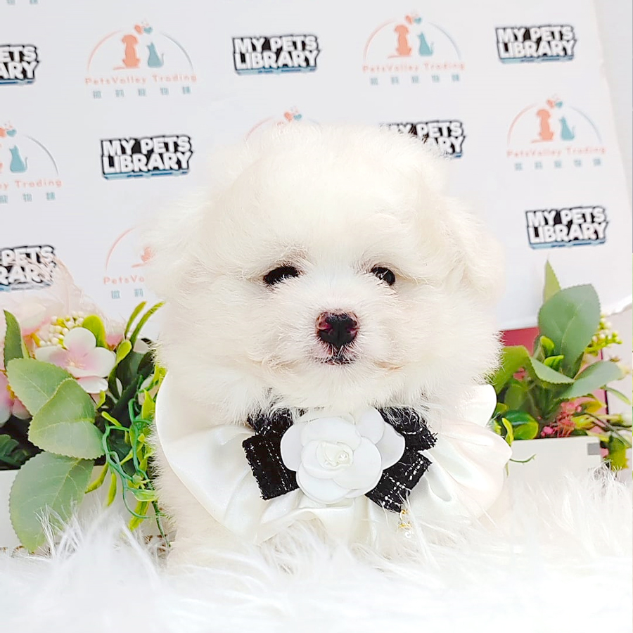 Maltipoo Puppy (Male) For Sale