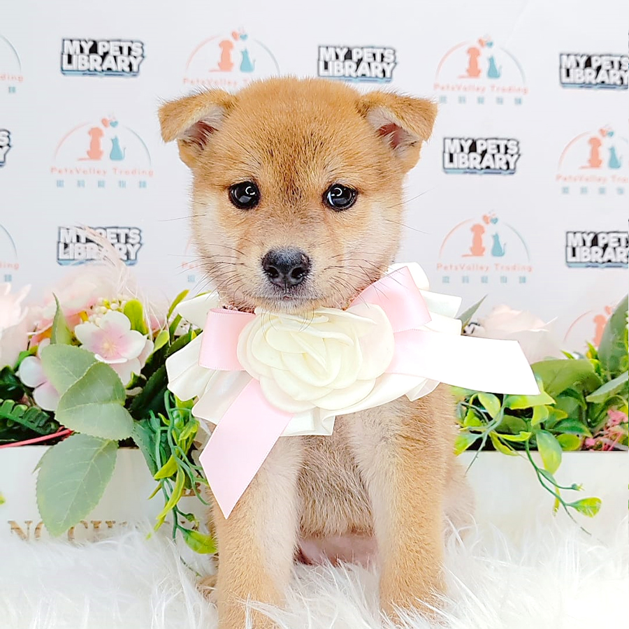 Shiba Inu Puppy (Female) For Sale