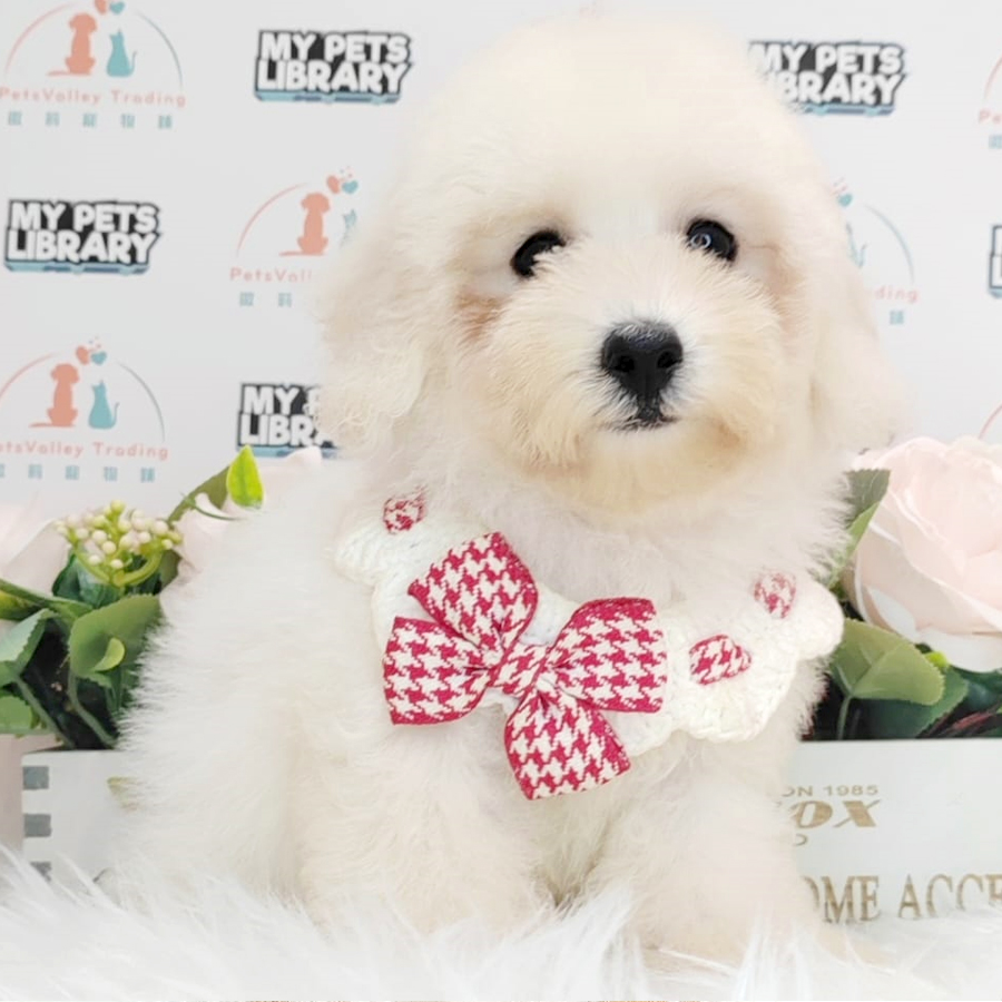 Toy Poodle Puppy (Male) For Sale