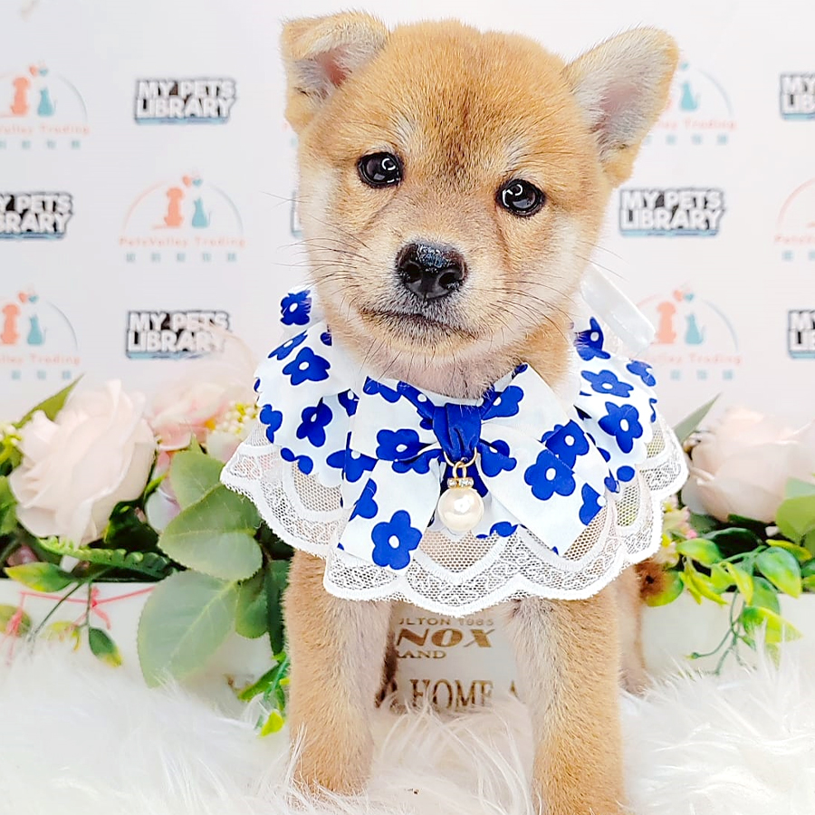 Shiba Inu Puppy (Male) For Sale