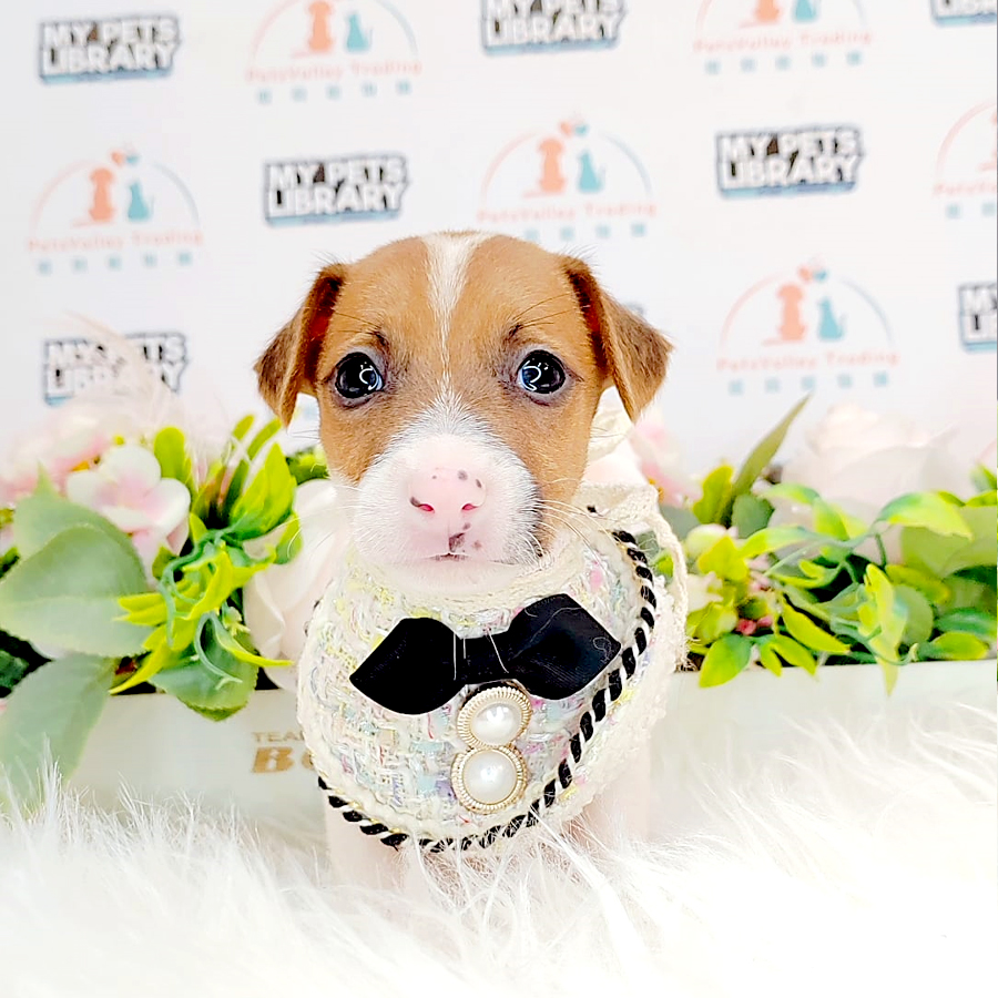 Jack Russell Puppy (Male) For Sale