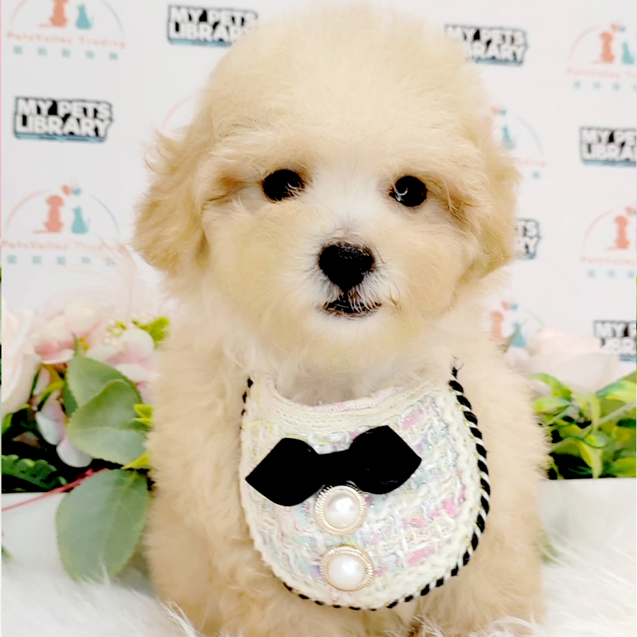 Tiny Poodle Puppy (Male) For Sale