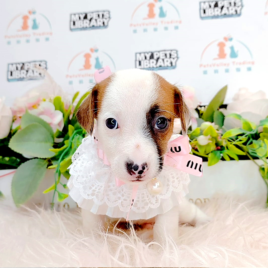 Jack Russell Puppy (Male) For Sale